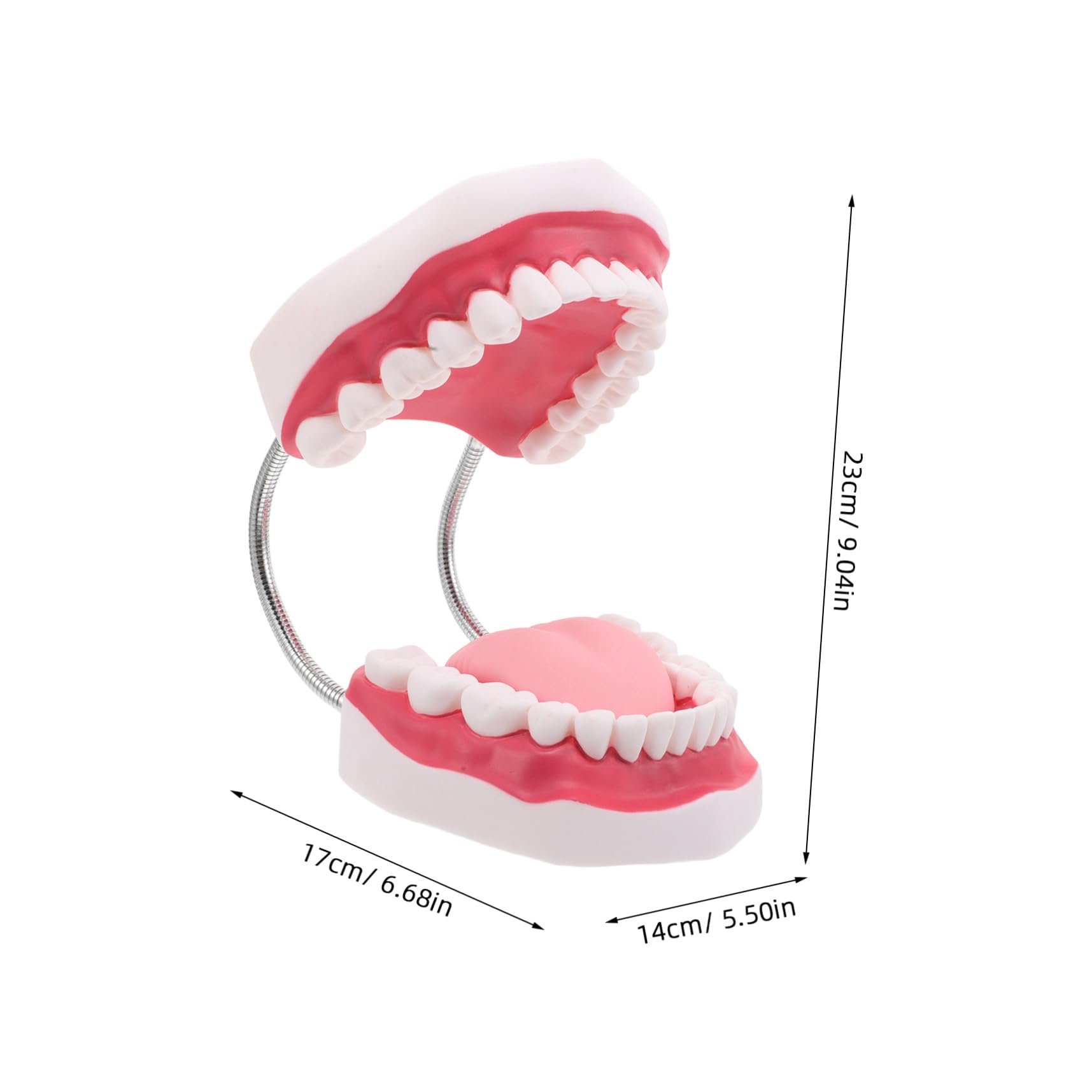 Modello Dentiera Ingrandito Lingua e Gengive per Pratica e Didattica Riproduzione Realistica Bocca Umana Portatile e Resistente per Studio Odontoiatrico e Formazione