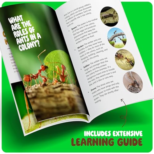 Ant Farm Kit for Kids - Farms Colony - Includes Ants Voucher - Sand Habitat Kits - Bug Terrarium House - Educational Science Gifts for Kid - Nature Learning Toys for Boys, Girls & Adults - Image 5