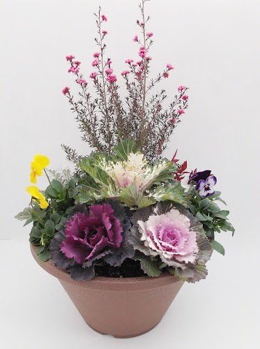 Amazon Co Jp お正月 寄せ植え ハボタン ギョリュウバイ ビオラ 南天 シロタエ菊 ホーム キッチン