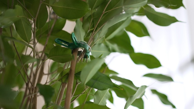 500 Clip Per Piante Da Giardino Verdi - Fermagli Rampicanti Per Pomodori, Rose, Cetrioli - Diametro 2.5 Cm - 3