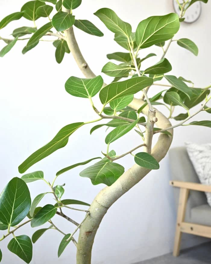 Amazon｜観葉植物 本物 フィカス・ベンガレンシス（ベンガルボダイジュ