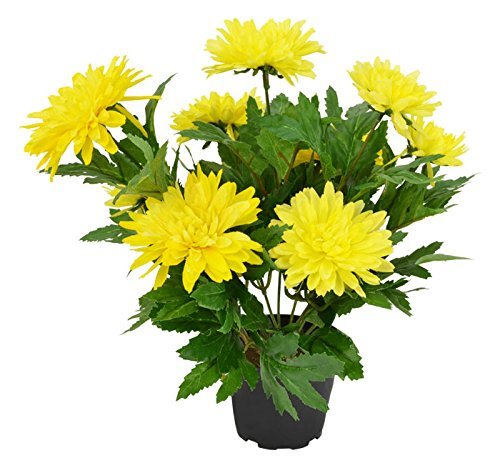 OhhSome Flower Seeds: Chandramallika Yellow Garden Seeds of Flowers for Terrace/Balcony/Rooftop Gardening Plants Garden [Home Garden Seeds Eco Pack Plant Seeds - Eco" (B07YP7T5CC) Amazon Price History, Amazon Price Tracker