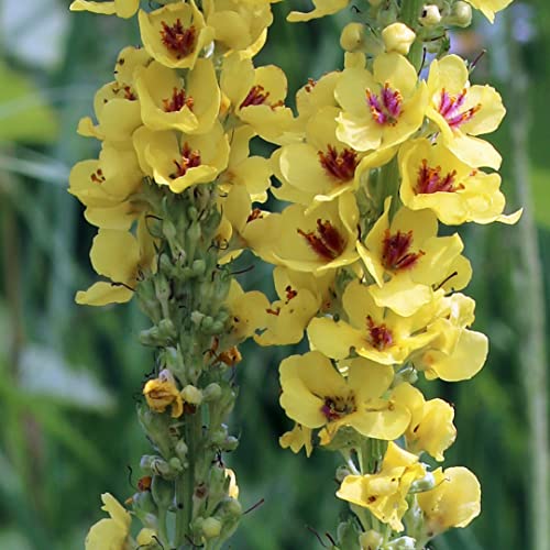 Schwarze Königskerze (Verbascum nigrum) Bio - ca. 2000 Samen Heilpflanze, Räucherpflanze, Wildblume
