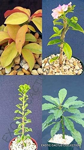 PERESKIA Collection Variety (BTL) Exotic Rare Succulents Collector Plant 4" Plants