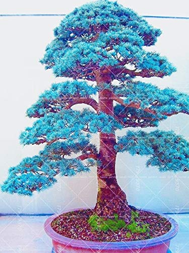 Bonsais Samen Kaufen Samen Fr Himalaya-Kiefer Bonsai - Winterhart, Saatgut  Fr Zierbaum Himalaya Kiefer Bonsai