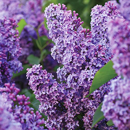 Garden State Bulb Common Purple Lilac Shrub Bare Root Spring Planting (Bag of 1)