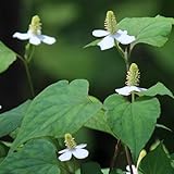 ドクダミ 9cmポット苗2ポットセット 山菜苗/薬草苗 ▼紫桜館山の花屋