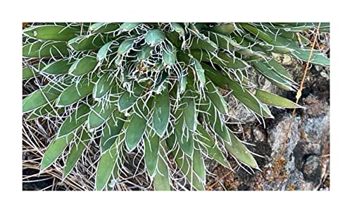 Pack of 10 Agave Polianthiflora Mescalito Agave Garden Plants Seeds ID720  Seeds Plants Shop Seed Bench Pullingen Patrik Ipsa : Amazon.de: Garden