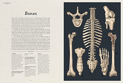 Anatomicum: Welcome to the Museum - Image 5