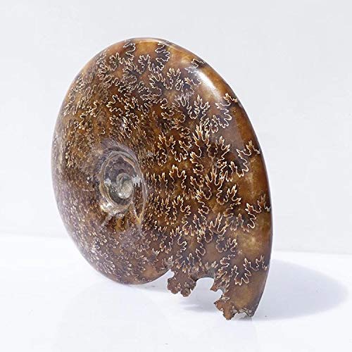 Amazon.co.jp: MOKA 1個 10cm-12cm 天然クリスタルクォーツ化石