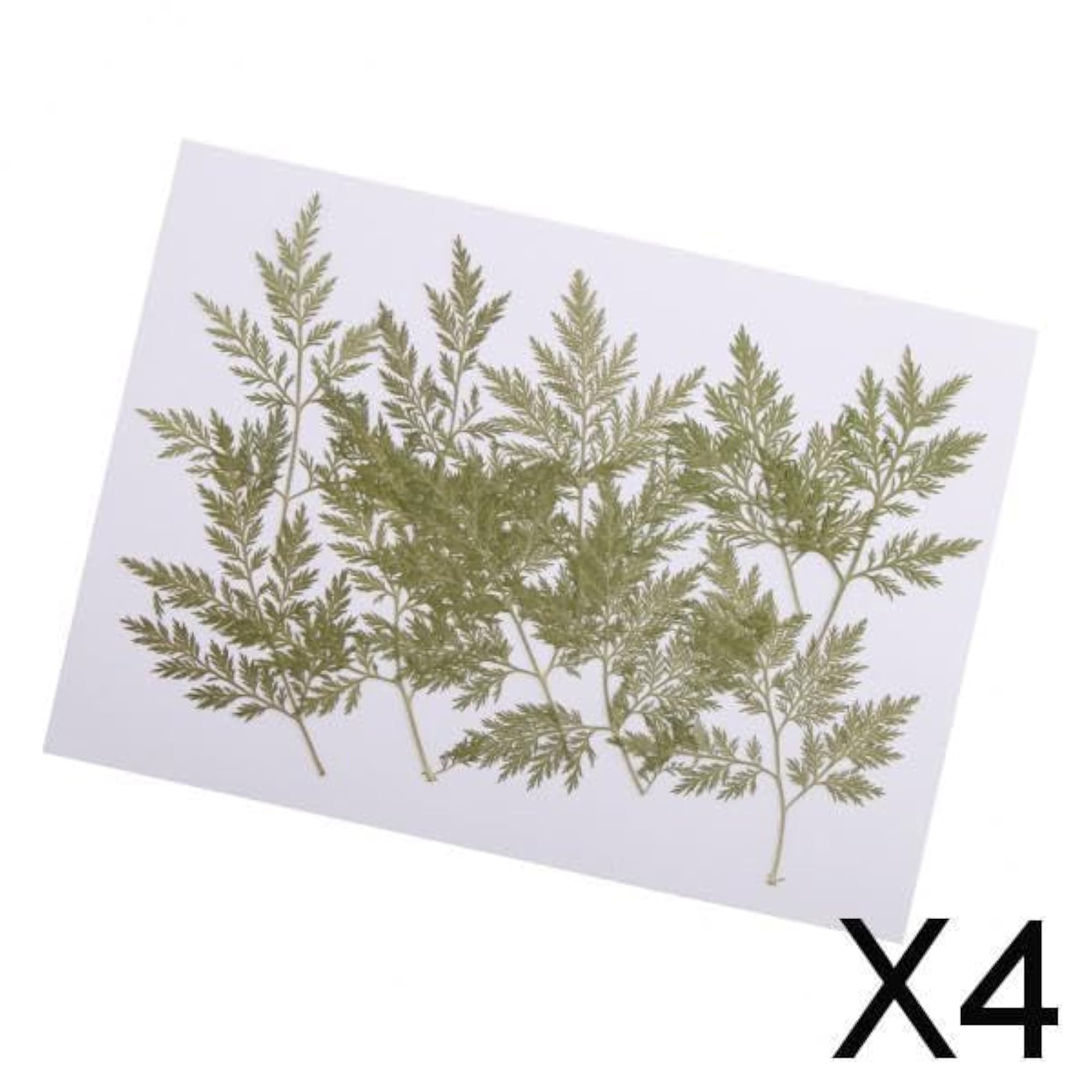 4x10 Pieces Pressed Dried Flowers for Scrapbooking Card Making