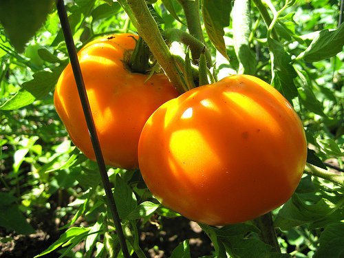 Clovers Garden Golden Jubilee Tomato Plants – Two (2) Live Plants – Non-GMO - Not Seeds - Each 4\" to 8\" Tall – in 4\" Inch Pots – Low Acid, Yellow Fruit