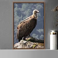 Framed Canvas Wall Art Single Bird Birds Expressive Farmhouse/Country Multicolor Photography Portrait Single - 16x24 inches