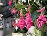50 Medinilla Magnifica （Pink） Flower Seeds | Fresh Seeds for Your Garden ，NOTSWOH