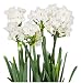 20 Paperwhites Bulbs NIR 17+ cm, Size Extra Large Paperwhites for ForcingGrown in Israel! - Best Quality - Indoor Blooming & Fragrant! Ships from USA