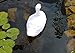 White Floating Swan Decoy, Small Floating White Mute Swan Decoy (Plastic) Pond, Yard, Pool and Water Garden Decoy