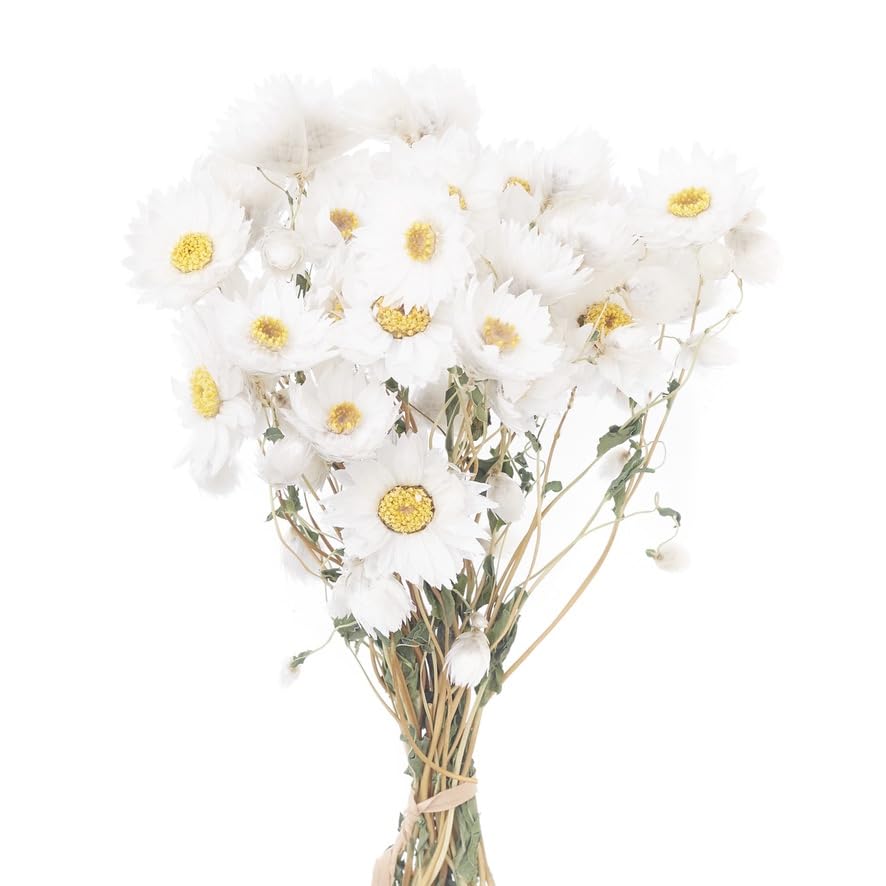 Dried Rodanthe Daisies in Presentation Box | Natural Cake & Craft Decoration | Delicate Dried Flowers for Cakes, Styling & Displays (White)