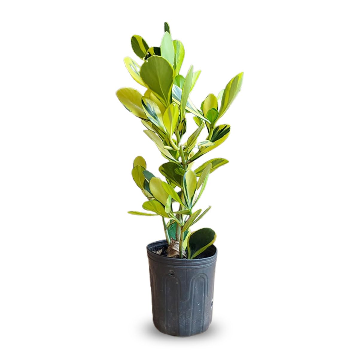 rasen saatgut keimfähigkeit 5 kg VERDURMAX® Rasensamen– Höfer Chemie GmbH main image 1