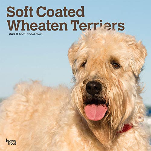 Télécharger Soft Coated Wheaten Terriers 2020 Calendar Livre PDF Gratuit