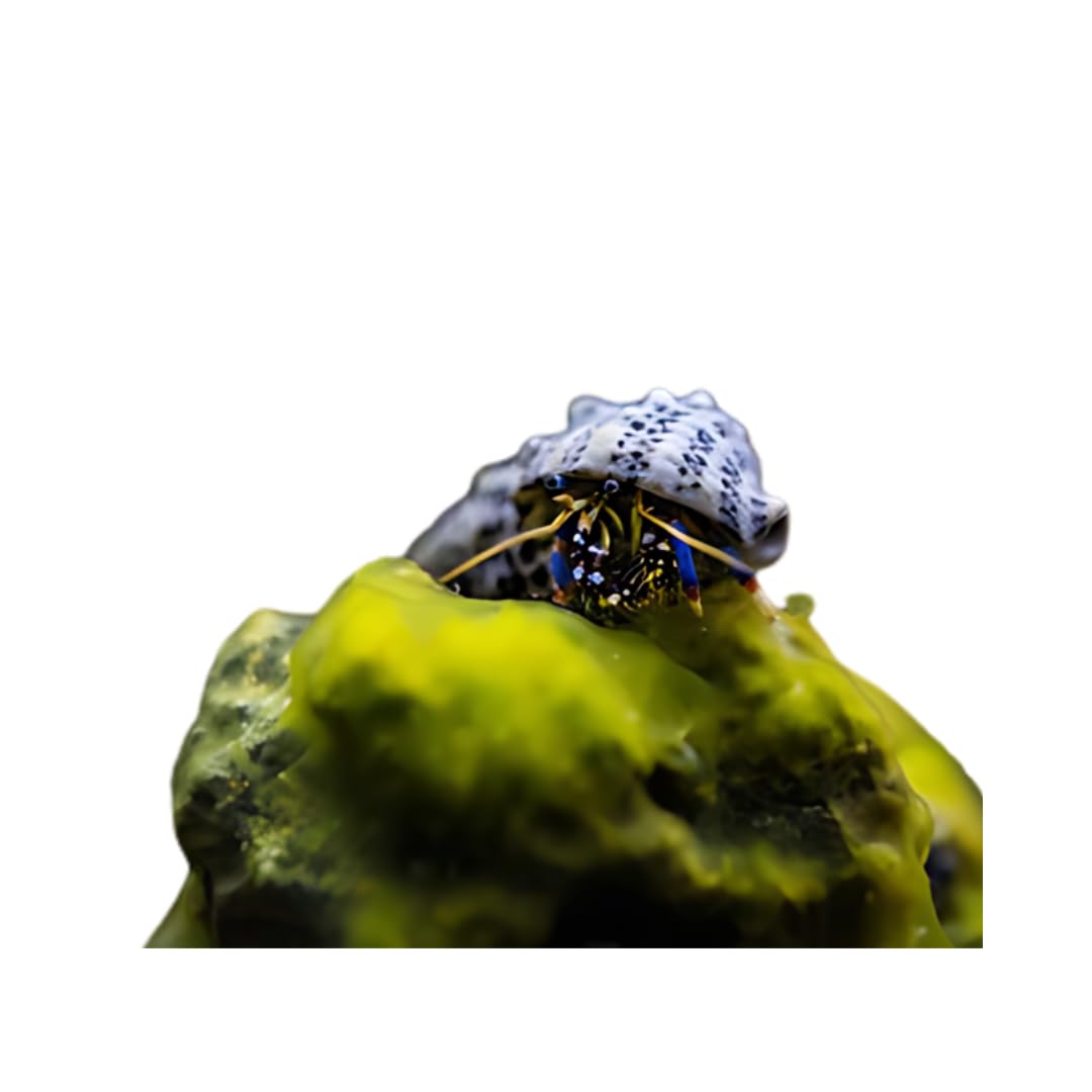 Live Blue Legged Hermit Crabs (Clibanarius Tricolor) 6 Pack - Saltwater Reef Aquarium (Cuc)