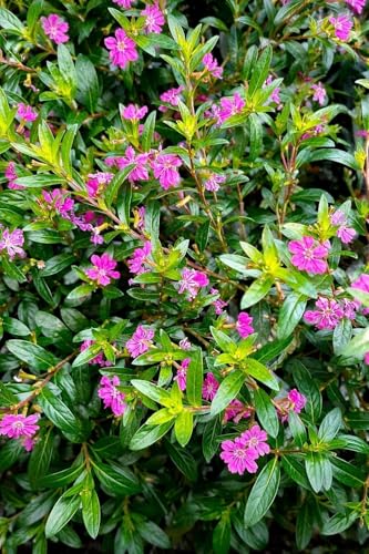 Cuphea Hyssopifolia Live flower plant | khufiya purple Mexican plant | Easy growing | all session flowering live plant |(Elfin Herb plant/False Heather Plant) ornamental plant|(pack of -1) CH-04