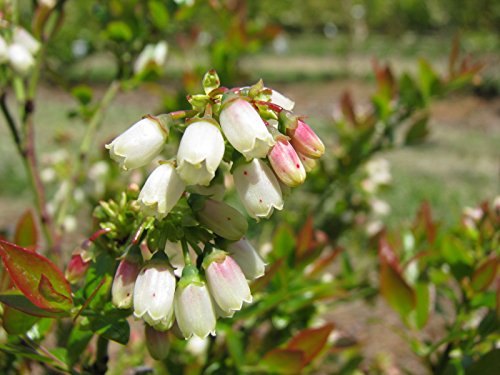 Bushel and Berry - Vaccinium cor. Blueberry Glaze (Blueberry) Edible-Shrub, , #2 - Size Container