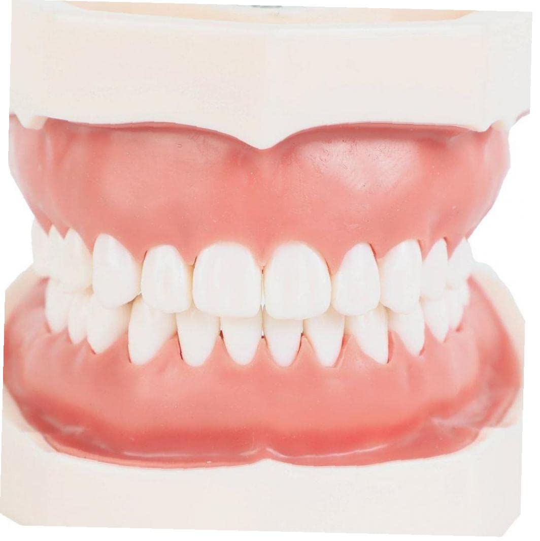 タイポドント 模型　矯正用 ワックス製矯正用実習模型・タイポドントキット | Alexa Dental