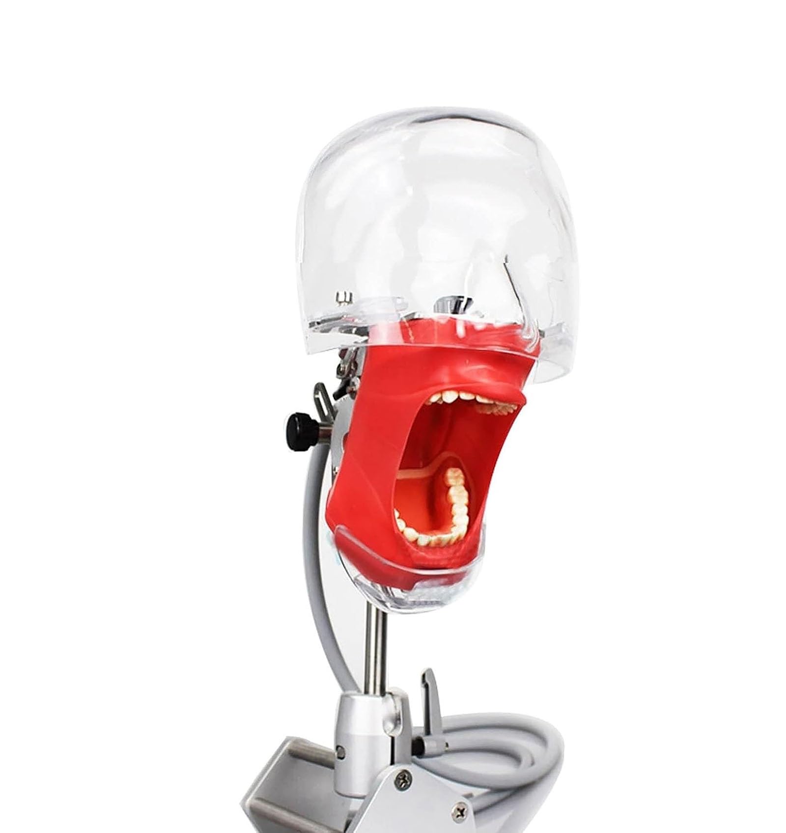 Maniquí de entrenamiento dental portátil con dientes extraíbles y modelos de cabeza: ideal para la formación, la enseñanza y las sesiones prácticas en odontología