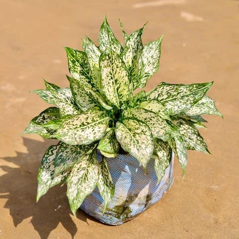 ROOT & TRUNK Best Nursery Mother Aglaonema Snow White in 10 inch Nursery Bag-image-31