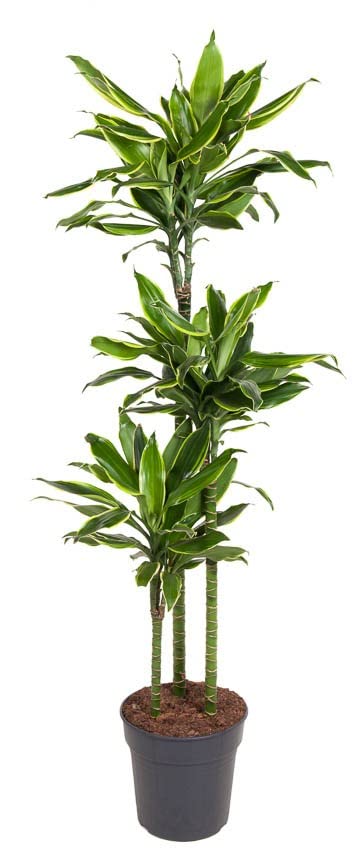 Árbol Natural Tronco Brasil Dracaena Fragrans Massangeana + 120cm de Altura