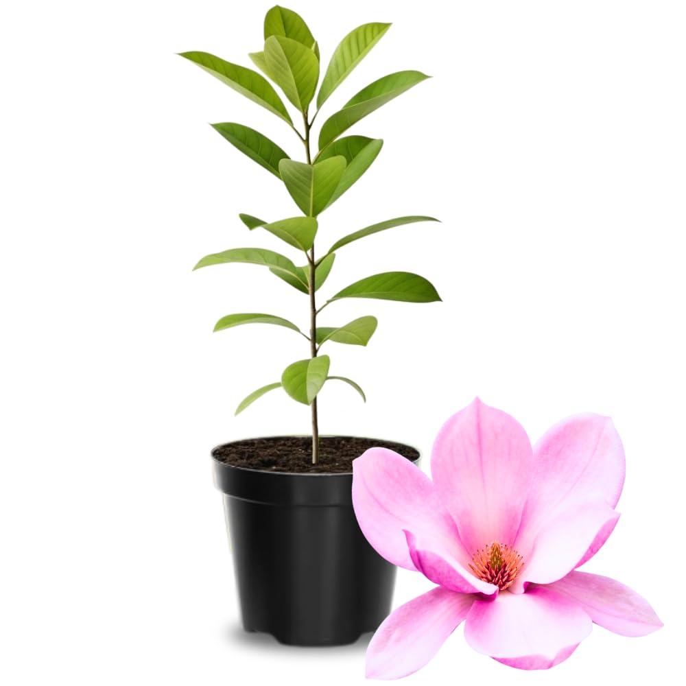 Magnolia Tree Live Plant 6 to 14 Inch Height, Fragrant Magnolia Plant Live to Grow, Magnolia Bush Flowers in Pot (Jane Magnolia)