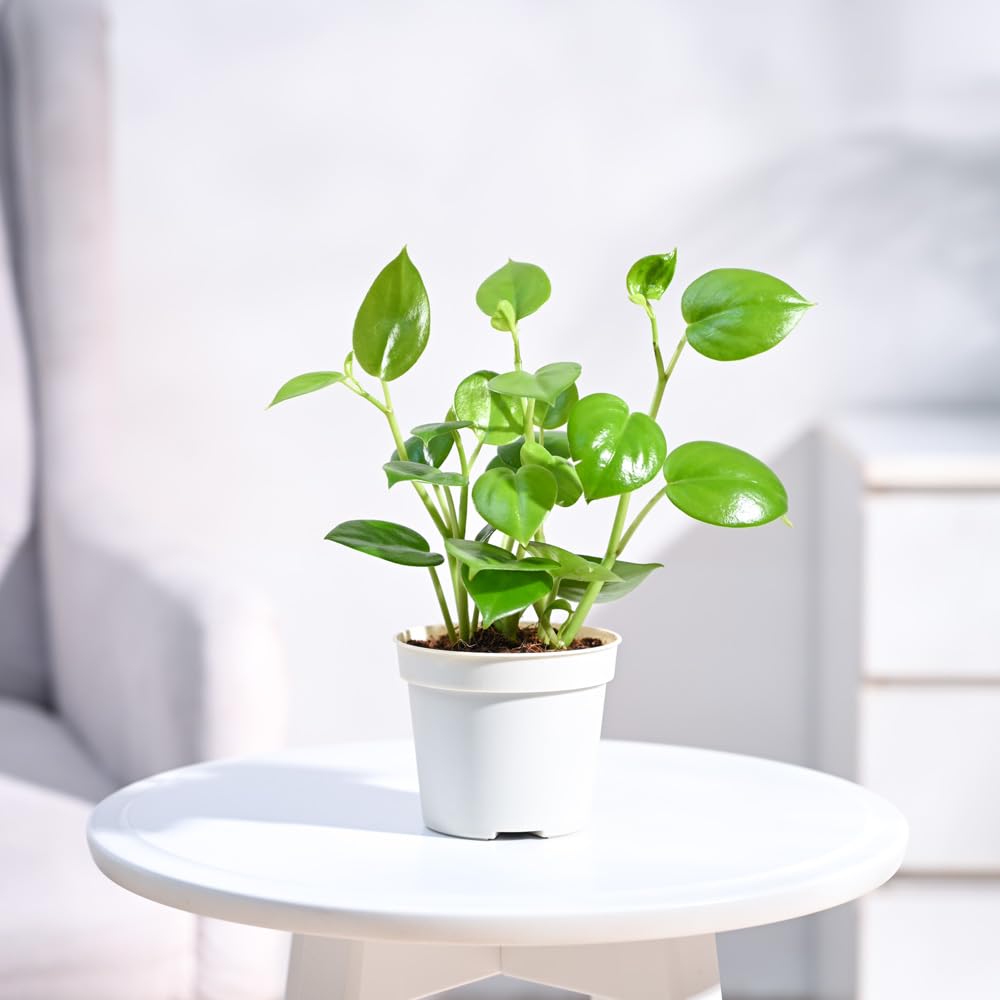 UGAOO Peperomia Green Creeper Live Plant With Grow Pot (B0CD5V1347) Amazon Price History, Amazon Price Tracker