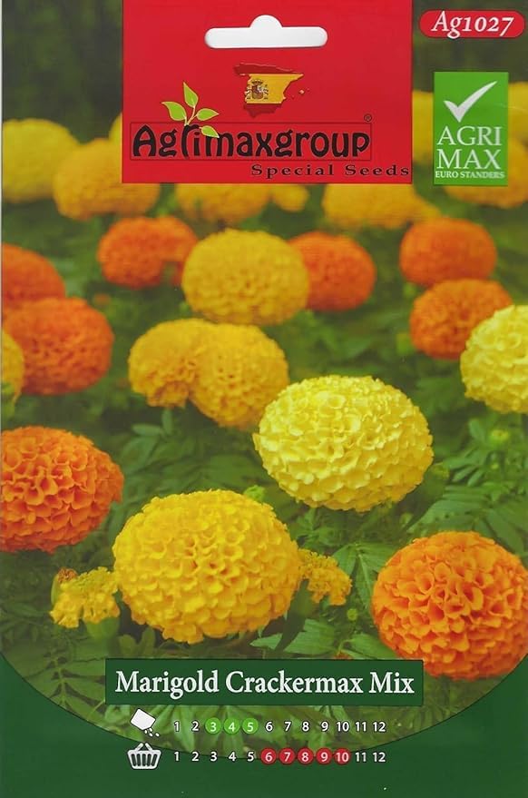 Marigold yellow orange mix flower seeds | Mixed multi pack Seeds | Heat & Drought Tolerant | Ground Cover Plant | 300 seeds