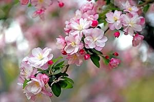 Crabapple Trees Seeds: Flourish Your Garden with Vibrant Blooms