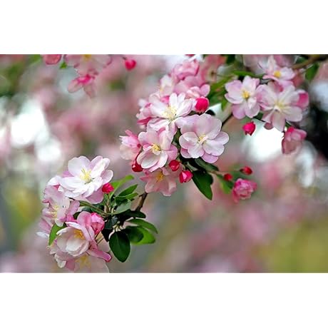 Crabapple Trees Seeds: Flourish Your Garden with Vibrant Blooms