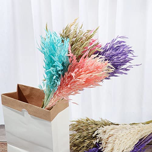 Hierba Pampas Grande 25 Piezas Natural Seco Decoración miniatura 3
