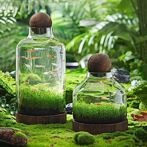 Eco-Friendly Fish Bowl Tank - Glass Bottle Miniature Landscape, Self-Circulating Plant Holder with Wooden Base, Ideal Desktop Aquarium Decor for Small Fish and Plants (Large)