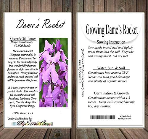 Miniatura 5 de Big Pack - Semillas de cohete de Dama (40,000 semillas) - Hesperis matronalis aka Queen's Gilliflower - Semillas de flores comestibles (paquete