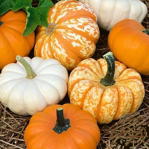 Mini Harvest Pumpkin Seeds - Approximately 30 Seeds