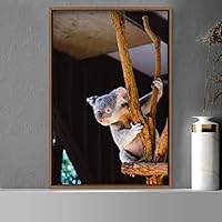 Framed Canvas Wall Art Koala Bear Animals Expressive Farmhouse/Country Living Room Monkey Multicolor Photography - 16x24 inches