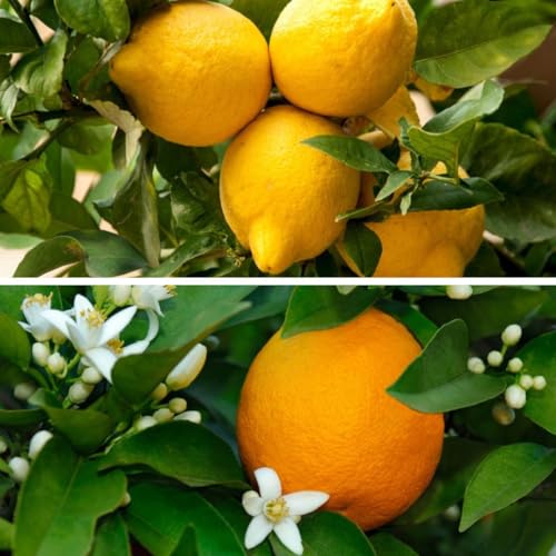 Citrus Fruit Tree Duo House Plants Grow Your Own Orange and Lemon Plants with Edible Fruit, Patio Plant for Home, Office & Conservatory 2 x 9cm Pots (1 x Lemon, 1 x Orange) by Thompson & Morgan