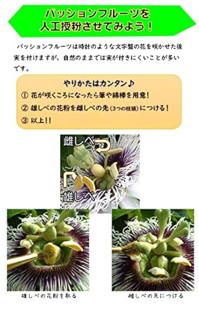 Amazon.co.jp: 実が付かない方必見!! 元気な パッションフルーツ