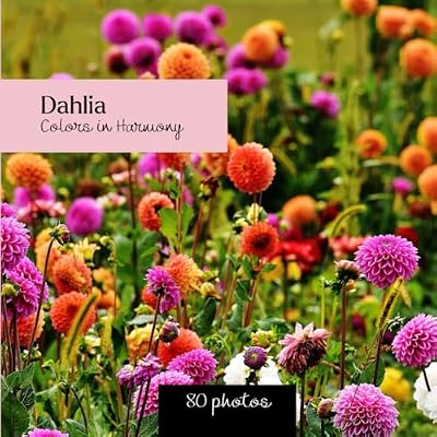 Dahlia: Colors in Harmony