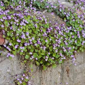 Eden Brothers Kenilworth Ivy Seeds