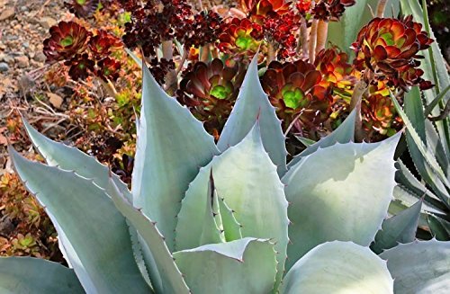 Amazon｜【種子】Agave Ovatifolia ◇アガベ・オバティフォリア
