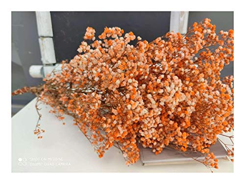 WXJ Fleurs séchées Fleurs séchées Conservé Frais Naturel Gypsophila paniculata, gypsophile Fleur Bouquets Cadeau for Décoration Mariage, Maison Decorecor (Couleur : Orange, Taille : 40 55cm (80g))
