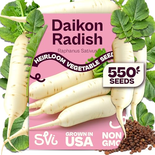 SVI 550 Daikon Radish Seeds (Raphanus sativus) White Radish Seed Packets 45-Day Radishes Harvest Raddish Seed Pack Heirloom Vegetable Seeds for Vegetable Garden Outdoors Bed Japanese Garden