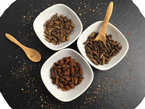 Karamellisierter essbarer Insektensnack, Insekten zum Essen von Catch-Your-Bug, 15 g essbare Grillen verzehrfertig, Insekten zum Essen für Menschen