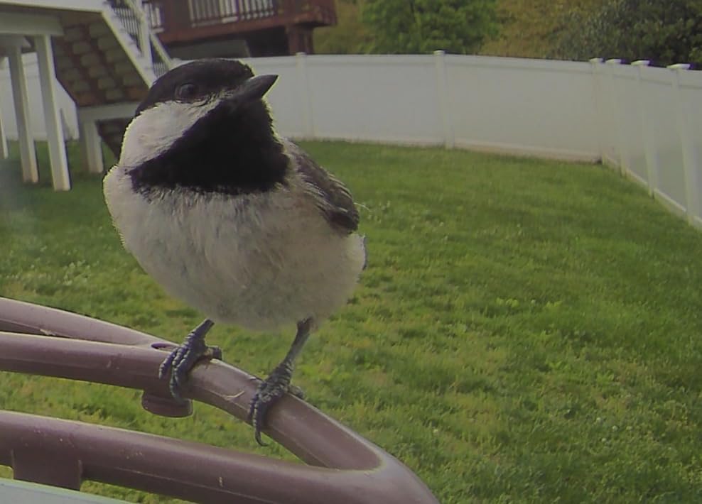 Smart Bird Feeder with 4K AI Camera Solar Powered, 8MP Photos photo review