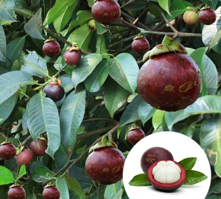 Mphmi Live Plant Nursery NCR Plants Live Healthy Queen of Fruits Mangosteen Fruit Plant 2 Healthy Live Plants from Kerala (B0C4H1M2D8) Amazon Price History, Amazon Price Tracker
